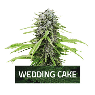 Wedding Cake Cannabis Samen