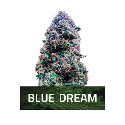 Blue Dream Cannabis Samen - 