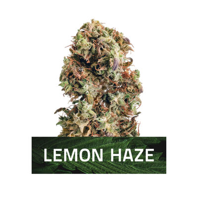 Lemon Haze Cannabis Samen - 